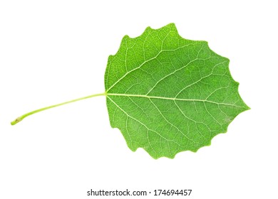 Beautiful macro photo of aspen leaf, isolated on white background