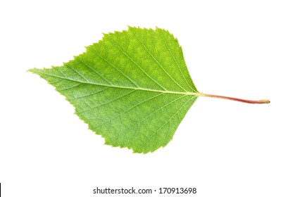 Beautiful Macro Photo Of Birch Leaf, Isolated On White Background