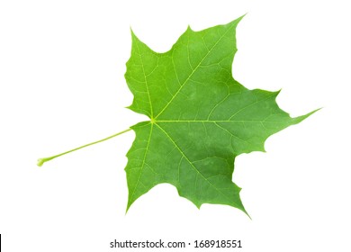 Beautiful macro photo of maple leaf, isolated on white background