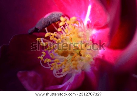 Beautiful macro photograph of the stamens of a red rose.