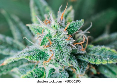 Imagenes Fotos De Stock Y Vectores Sobre Trichome Hairs