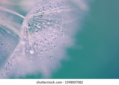 Beautiful macro shot of dry flower with rain drops on it. Artistic photo with bokeh.