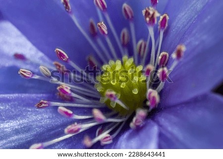 Beautiful macro shot of a first single wildflower Large Blue Hepatisa Hepatisa transsylvanica starting to bloom among dry leaves in early spring.