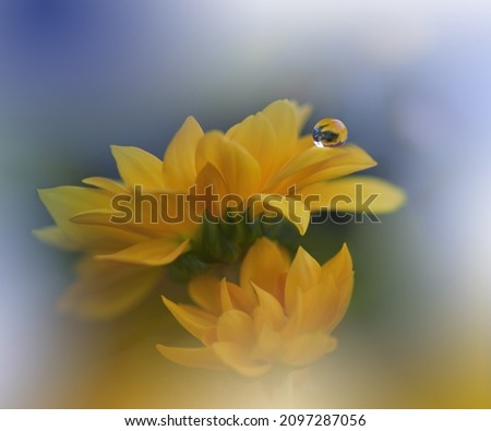 Image, Stock Photo El centro Yellow Flower