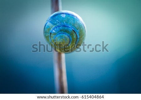 Similar – Image, Stock Photo snail shell