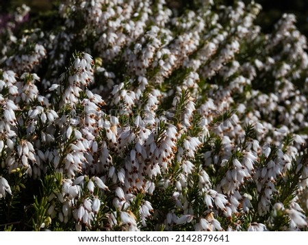 Beautiful macro of the spreading, evergreen dwarf shrub - the winter heather or snow heath (Erica carnea) 'Ice Princess' with profuse, urn-shaped, pure white flowers in long racemes in early spring