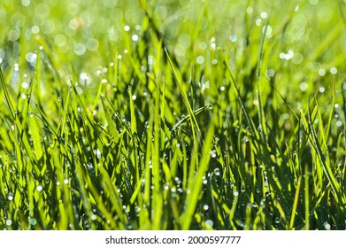 1,239 Hydrophobic plants Images, Stock Photos & Vectors | Shutterstock