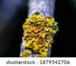 a beautiful macro-photo  of lichen on a tree branch ( lichen is a composite organism that arises from algae or cyanobacteria) 