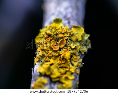 a beautiful macro-photo  of lichen on a tree branch ( lichen is a composite organism that arises from algae or cyanobacteria)  商業照片 © 