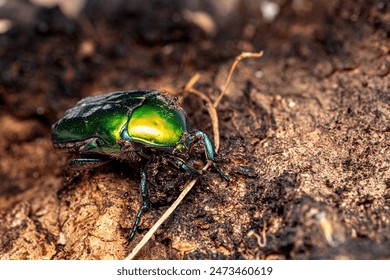 a beautiful macro-photo of a metallic green beetle resting on tree bark at the local nature reserve
 - Powered by Shutterstock