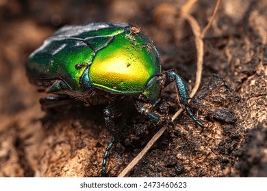 a beautiful macro-photo of a metallic green beetle resting on tree bark at the local nature reserve
 - Powered by Shutterstock