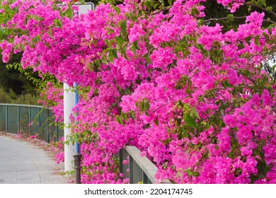 Beautiful Magenta Bougainvillea Flowers Next To The Sidewalk