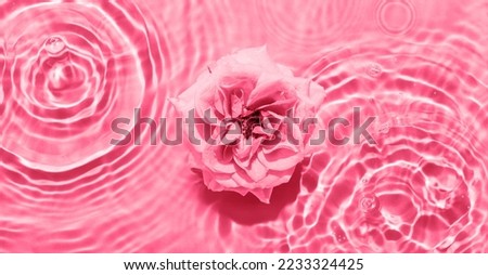 Beautiful magenta rose in water with water splashes, drops and ripples.Viva Magenta-Color of the Year 2023.Top view. Copy space