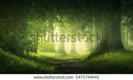 beautiful magic  forest in the sunny foggy view