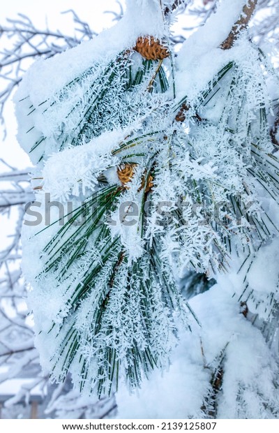 A beautiful and magical combination of heavy\
snow and soft rime frost covering pine needles. The frost looks\
like dozens of little spikes protruding from every pine needle. \
They are ever so fragile.