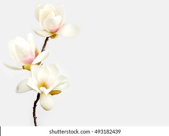 Beautiful magnolia flower bouquet blooming on white background