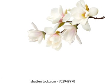 Beautiful magnolia flower bouquet isolated on white background. - Shutterstock ID 702949978