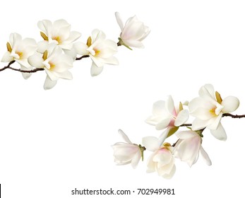 Beautiful magnolia flower bouquet isolated on white background. - Shutterstock ID 702949981