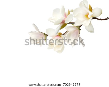 Beautiful magnolia flower bouquet isolated on white background.