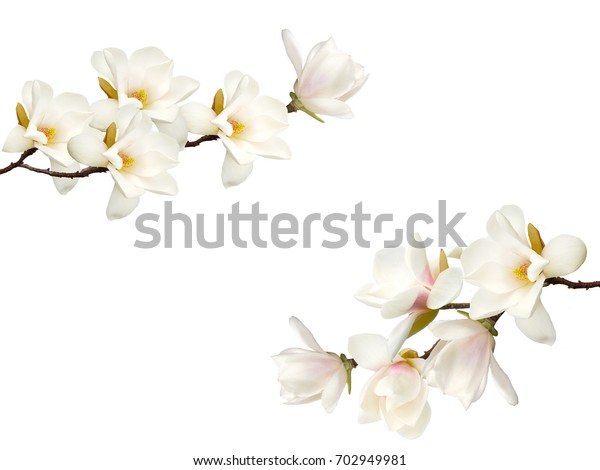 白い背景に美しいマグノリアの花束 の写真素材 今すぐ編集