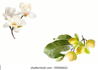 Beautiful Magnolia Flower On White Background 