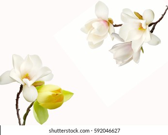 Beautiful Magnolia Flower On White Background 