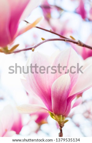 Similar – Magnolienzweige mit Magnolienblüten