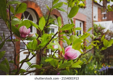 Beautiful magnolia tree in bloom in a traditional English Victorian cottage garden
