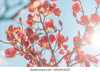 Beautiful magnolia tree blossom in springtime. Tender pink flowers bathing in sunlight under blue sunny sky. Warm spring April weather. Magnolia pink blossom tree flowers, close up nature outdoors - Powered by Shutterstock