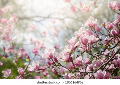 Beautiful magnolia tree blossoms in springtime. Jentle magnolia flower against sunset light. Romantic creative toned floral background.