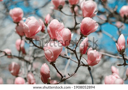 Similar – Image, Stock Photo Magnolia flowers with purple blossom on white