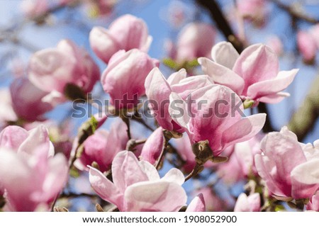 Similar – Image, Stock Photo Magnolia flowers with purple blossom on white