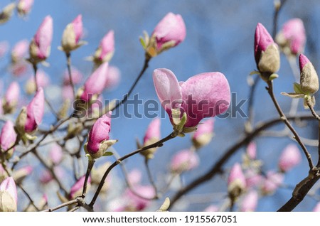 Similar – Image, Stock Photo Magnolia flowers with purple blossom on white