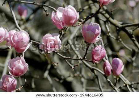 Similar – Image, Stock Photo Magnolia flowers with purple blossom on white