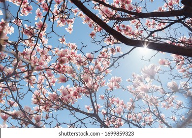 Beautiful magnolia tree. Close up magnolia flower. Spring in Uzhgorod Ukraine.