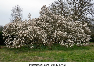 beautiful magnolia tree covered with white goblet shaped blooms