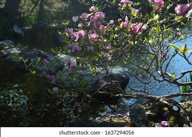 Beautiful Magnolia Trees Blooming During The Spring Time