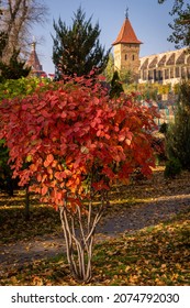 Beautiful Mahogany Tree In The Autumn Park