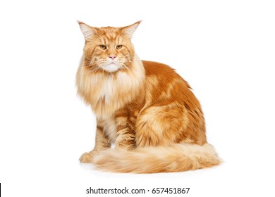 Beautiful Maine Coon Cat