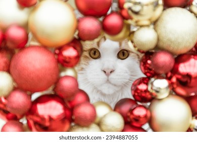 Beautiful Maine Coon Cat Christmas Portrait - Shutterstock ID 2394887055