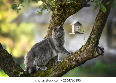 beautiful maine coon cat hunting for birds on a tree outdoors - Shutterstock ID 2164763195