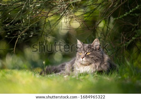 Similar – A shady resting place, cat in the grass