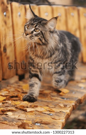 Beautiful maine coon cat outdoor