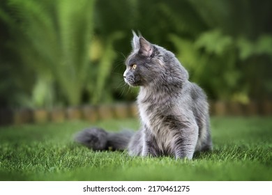 Beautiful Maine Coon Cat Sitting On Grass In Summer