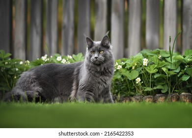 beautiful maine coon cat standing outdoors in the garden - Shutterstock ID 2165422353
