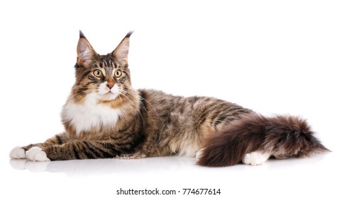 Maine Coon High Res Stock Images Shutterstock