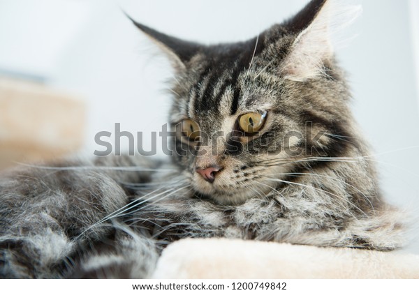 Beautiful Maine Coon Cat Young Maine Stock Photo Edit Now 1200749842