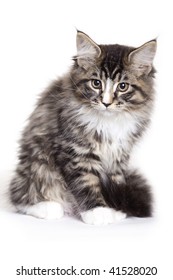 5,228 Brown tabby maine coon kitten Images, Stock Photos & Vectors ...