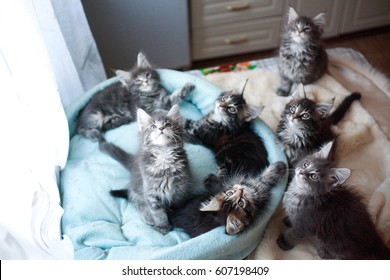 1000 Maine Coon Kittens Stock Images Photos Vectors Shutterstock