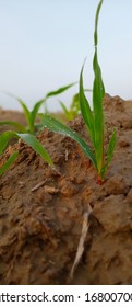 Beautiful Maize Plant With Dew Droplets On Leave In The Fields Of Maize Crop From The Village Of Pakistan.